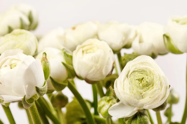 Белый Ranunculus — стоковое фото