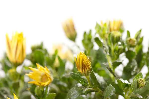 Natte chrysant bloemen — Stockfoto