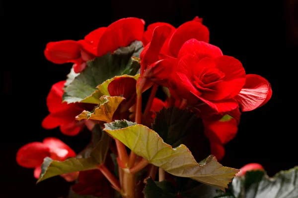 Flower of begonia — Stock Photo, Image