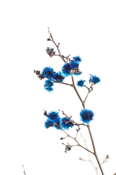 Fiori blu — Foto Stock