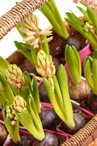 En ung hyacinter — Stockfoto