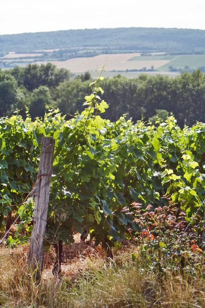 stock image Beautiful Vineyard Landscape