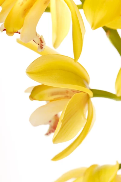 Орхидея на белом фоне — стоковое фото