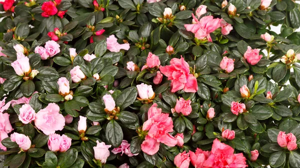 Цветущее растение азалии — стоковое фото
