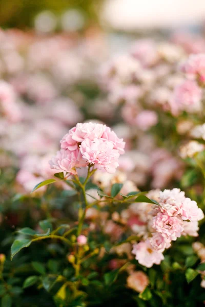 Piękna różowa róża w ogrodzie — Zdjęcie stockowe