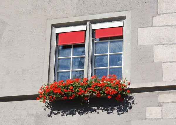 stock image Windows with flowers