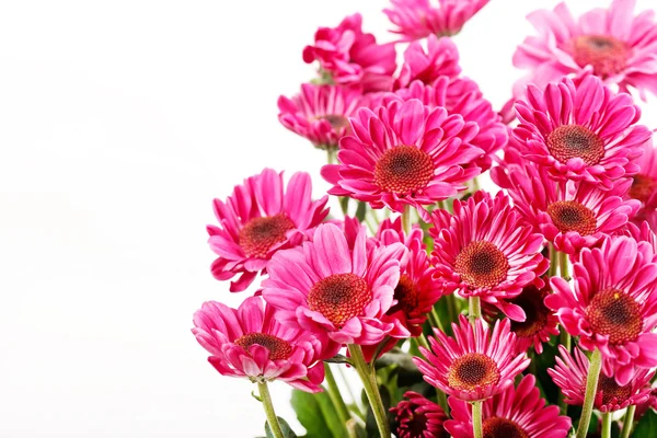 Chrysanthemum Flowers — Stock Photo, Image