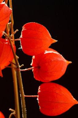 karanlık bir arka plan üzerinde izole physalis alkekengi