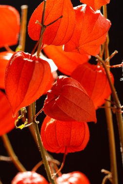 karanlık bir arka plan üzerinde izole physalis alkekengi