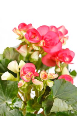 Begonia çiçek