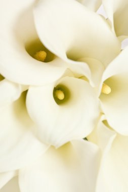 Calla flowers clipart
