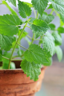 Mint in the pot clipart