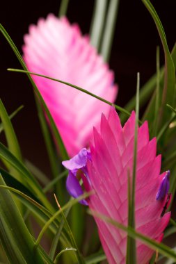 tillandsia çiçek