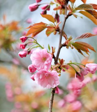 Japon cherry blossom ile