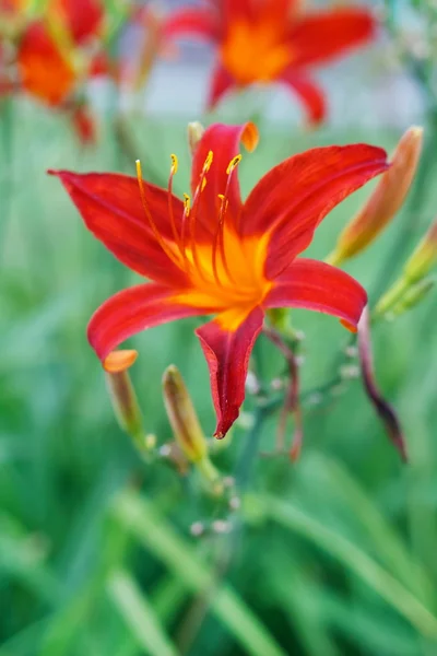 Schöne Blumen im Park — Stockfoto