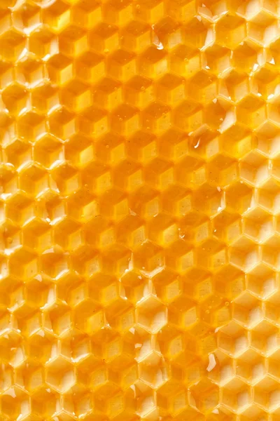 Färsk honung i kam — Stockfoto