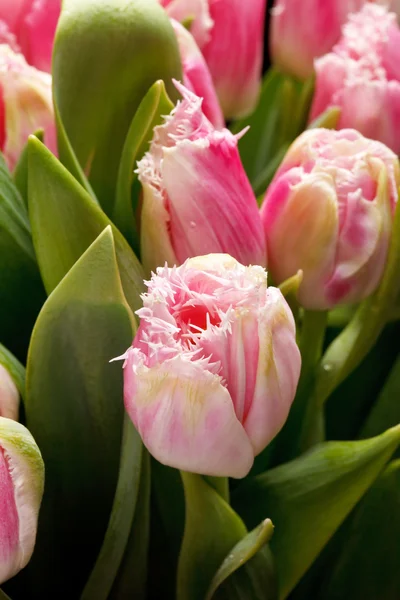 Belles tulipes — Photo