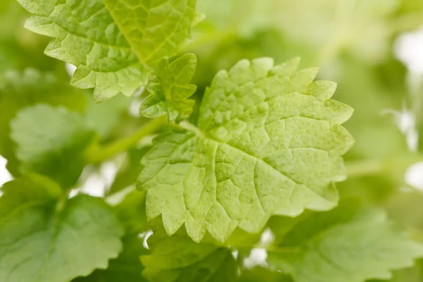 Mint leaves — Stock Photo, Image