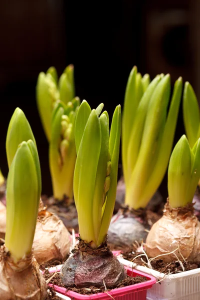 Een jonge hyacint — Stockfoto
