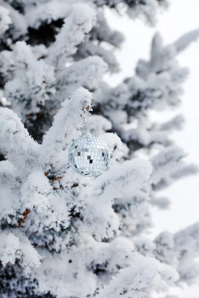 杉木圣诞球 — 图库照片