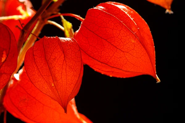 stock image Physalis alkekengi isolated on a dark background