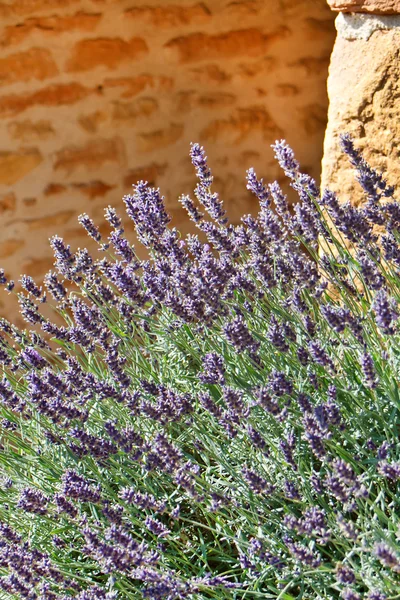 Lavendel in de zomer — Stockfoto