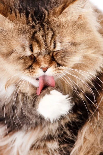 Portrett av sibirsk katt – stockfoto