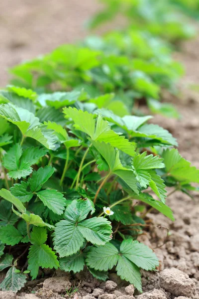 Stock image Strawberry plant