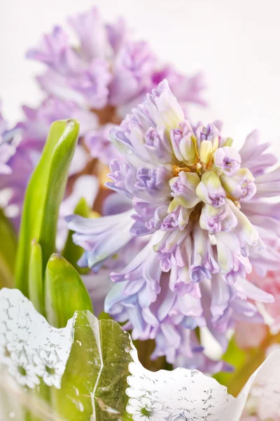 Beautiful hyacinth — Stock Photo, Image
