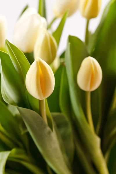 Hermosos tulipanes — Foto de Stock
