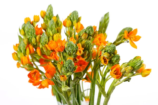 stock image Orange freesia