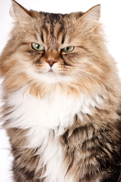 Retrato de gato siberiano —  Fotos de Stock