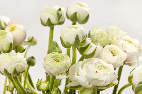 Ranunculus blanc — Photo