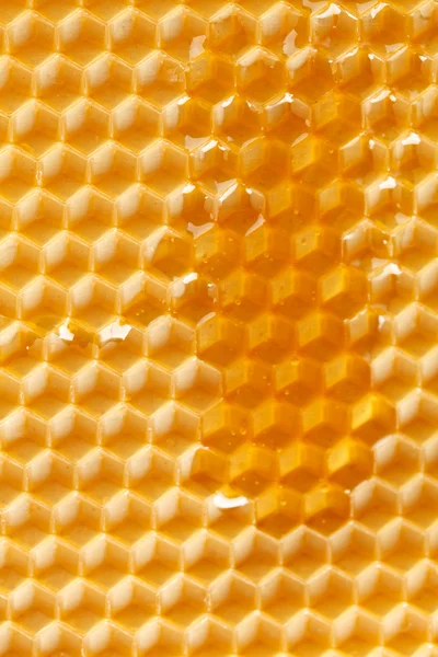 Miel frais en peigne — Photo