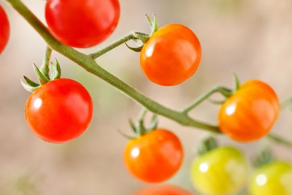 Garden tomatoes — Stock Photo, Image