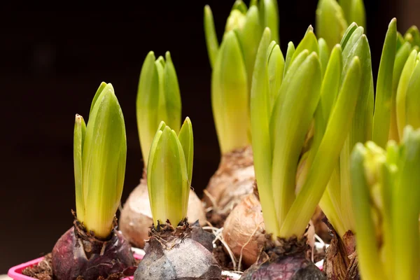 Een jonge hyacint — Stockfoto