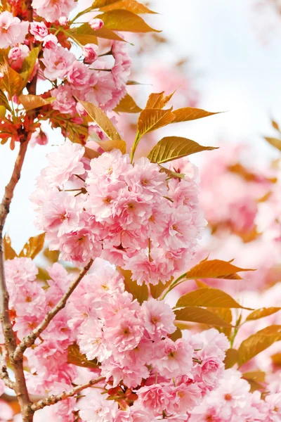 Japanilainen kirsikka kukka — kuvapankkivalokuva