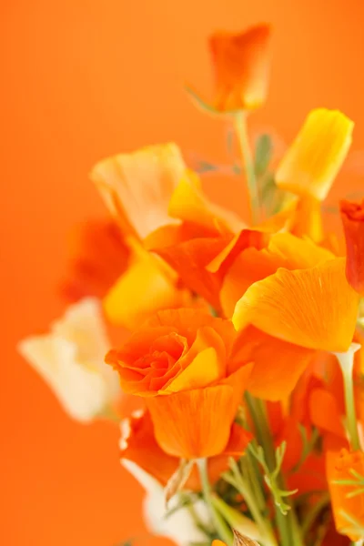 아름다운 포피 꽃들 — 스톡 사진
