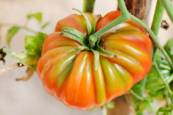 Zahradní rajčata — Stock fotografie