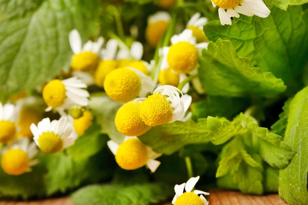 stock image Chamomiles and mint