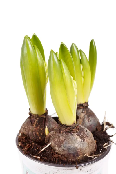 En ung hyacint — Stockfoto