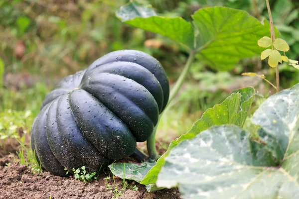 Pumpkin growing on a pumpkin patch — Stock Photo, Image