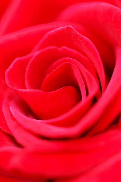 Makro czerwonej róży — Zdjęcie stockowe