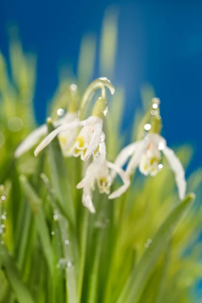 Flores de gota de neve — Fotografia de Stock
