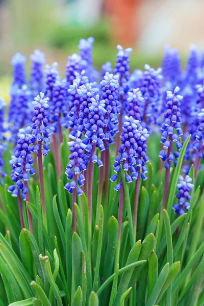 stock image Grape hyacinth in spring