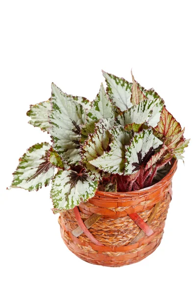 Begonia in pot — Stock Photo, Image