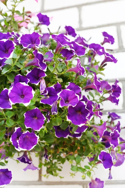 Hermosas flores de petunia — Foto de Stock