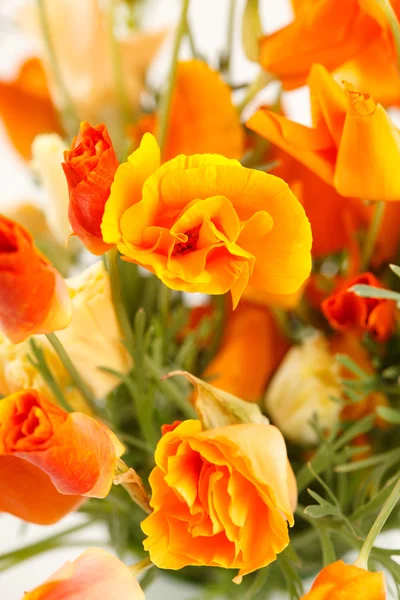 Beautiful poppie flowers — Stock Photo, Image