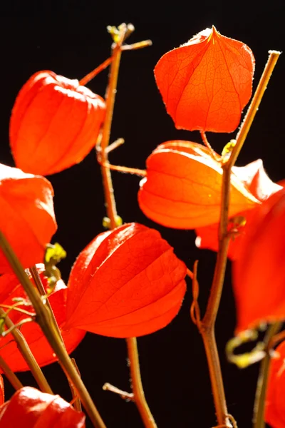 stock image Physalis alkekengi isolated on a dark background