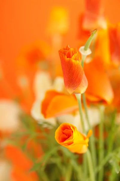 Bellissimi fiori di papavero — Foto Stock